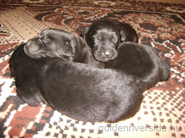 S6002882 k.jpg - Labrador retriever kiskutyk egy hetesen.